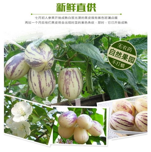 富硒養生珍品 云南石林人參果，新鮮圓果批發正當時
